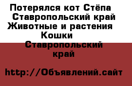 Потерялся кот Стёпа - Ставропольский край Животные и растения » Кошки   . Ставропольский край